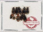 Scientific lot no. 641 Carabidae (10 pcs)