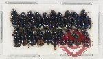 Scientific lot no. 124 Cleridae (20 pcs)