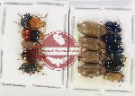 Scientific lot no. 461 Chrysomelidae (15 pcs)