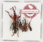 Scientific lot no. 101U Brenthidae (4 pcs)