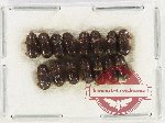 Scientific lot no. 160 Scolytidae (15 pcs)