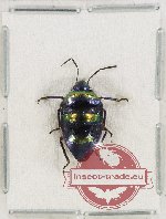 Scutellarinae sp. 53