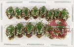 Scientific lot no. 1038 Heteroptera (14 pcs A2)