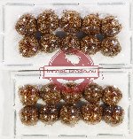 Scientific lot no. 1040 Heteroptera (20 pcs)