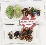 Scientific lot no. 1041 Heteroptera (11 pcs A2)