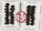 Hydrophilidae Scientific lot no. 232 (30 pcs)