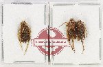 Scientific lot no. 28 Homoptera (3 pcs)