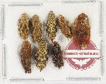 Scientific lot no. 29 Homoptera (8 pcs)