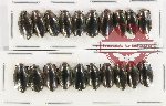 Gyrinidae Scientific lot no. 38 (20 pcs)