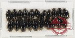 Gyrinidae Scientific lot no. 39 (21 pcs)