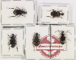 Scientific lot no. 638 Carabidae (5 pcs A, A-, A2)