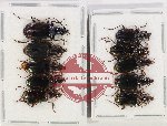 Scientific lot no. 636 Carabidae (10 pcs)