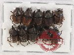 Scientific lot no. 716 Coprophaga (10 pcs)