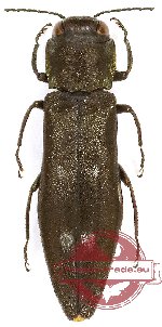 Agrilus sospes