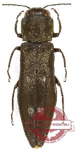 Agrilus sospes (5 pcs A2)