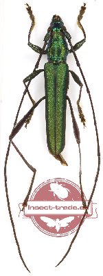 Callichromatini sp. 21 (A-)