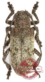 Moechotypa thoracica (5 pcs)