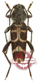 Xylotrechus australis