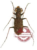 Myriochile (s.str.) catoptricola