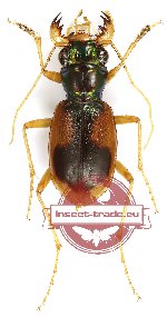 Australicapitona bazalis