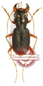 Australicapitona scapularis