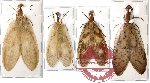 Corydalidae scientific lot no. 1 (4 pcs) (2 pcs A-)