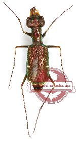 Micromentignatha oblongicollis