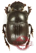 Coptodactyla sp. 2