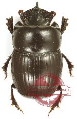 Coptodactila sp. 1