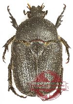 Metallesthes metallescens