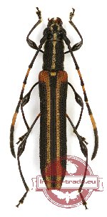 Cleomenes rufobasalis (A-)