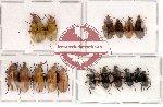 Alleculidae Scientific lot no. 1 (17 pcs)