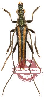 Metalloleptura ohbayashii Vives, 2003