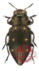 Chrysobothris (s.str.) auropunctata Deyrolle, 1864