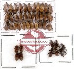 Alleculidae Scientific lot no. 2 (42 pcs)