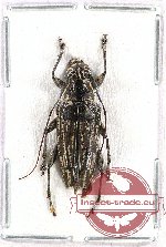 Trigonoptera sp. 6