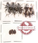 Alleculidae Scientific lot no. 3 (11 pcs)