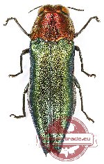 Agrilus sp. 58 (10 pcs)