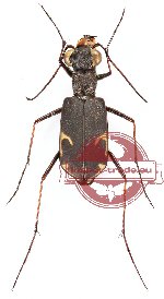 Myriochila moseri (5 pcs)