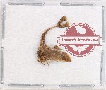 Membracinae sp. 13 (5 pcs)