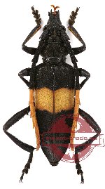 Pachyteria sumbaensis (A-)