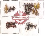 Alleculidae Scientific lot no. 4 (31 pcs)