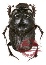 Proagoderus sp. 1