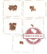 Anobiidae Scientific lot no. 1 (41 pcs)