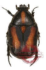 Gametis plagiata