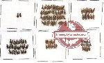 Anthicidae Scientific lot no. 1 (121 pcs)