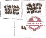 Anthicidae Scientific lot no. 2 (67 pcs)