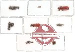 Bostrichidae Scientific lot no. 1 (12 pcs)