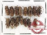 Scientific lot no. 262 Cerambycidae (15 pcs)