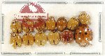 Scientific lot no. 109 Coccinelidae (13 pcs)